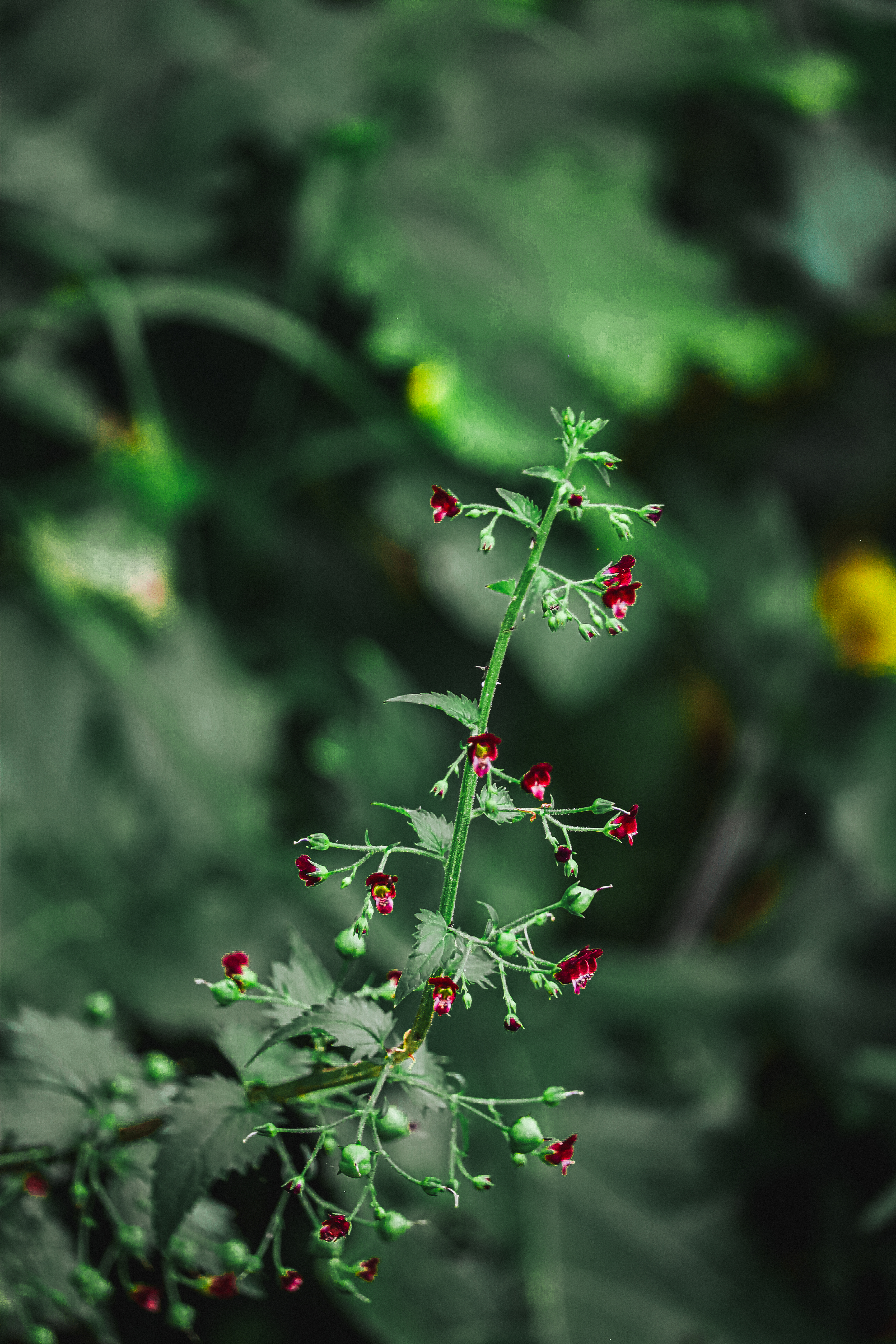 Fiore selvatico in un dettaglio di natura — fotografia territoriale Emilia-Romagna